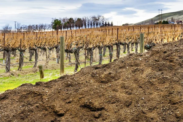 Red Mountain Dirt Soil Grape Vines Row Wineries Winter Benton — Stock Photo, Image
