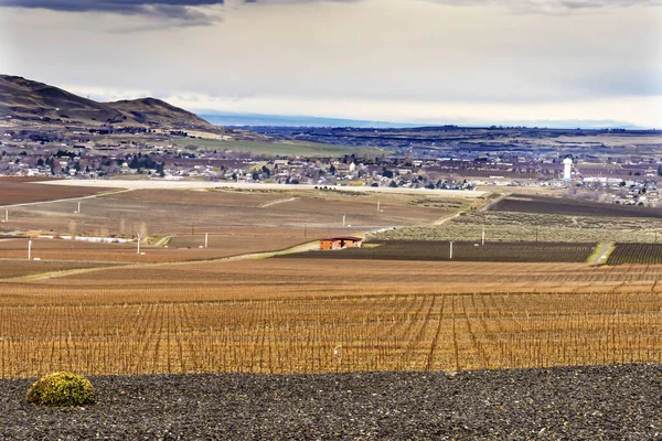 Üzüm Asmaları Sırası Şarapları Kış Kırmızı Dağ Benton Şehri Washington — Stok fotoğraf