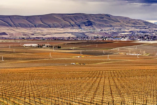 Grape Vines Row Wineries Winter Red Mountain Benton City Washington — Stock Photo, Image