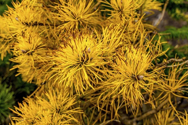 Agujas Amarillas Oro Jefe Joseph Lodgepole Pine Tree —  Fotos de Stock