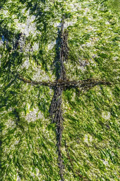 Virus Church Natural Occuring Green Seaweed Cross Сайті Beach Park — стокове фото
