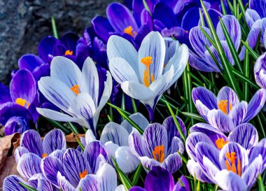 Mavi Mor Beyaz Sarı Crocuses Çiçek açan Macro Bellevue Washington Eyaleti. Baharın ilk çiçeği