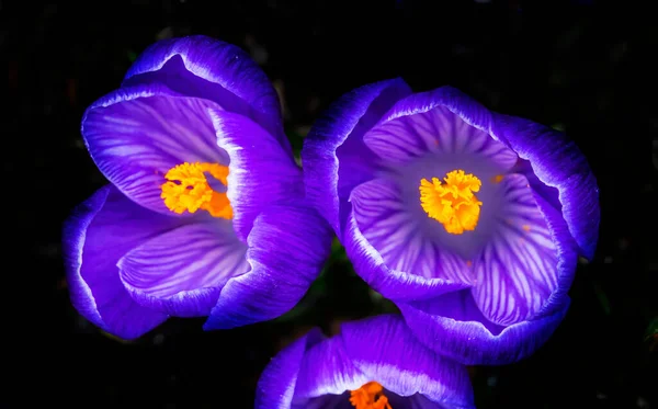 ブルーパープルホワイトイエローのクロッカスの花マクロベルビューワシントン州を開花させます 春の最初の花 — ストック写真