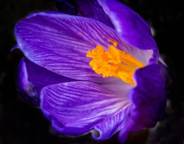 青い紫色の黄色のクロッカスの花マクロベルビューワシントン州を咲かせます 春の最初の花 — ストック写真