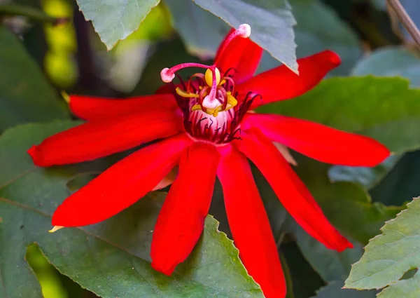 Bright Red Calcanthus Floridus Eastern Sweetshrub Blooming Garden District New — Fotografia de Stock