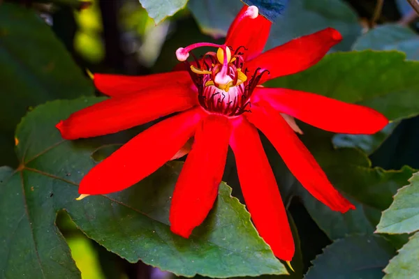Bright Red Calcanthus Floridus Eastern Sweetshrub Blooming Garden District New —  Fotos de Stock