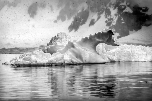 Black White Snowing Floating Iceberg Reflection Paradise Bay Skintorp Cove — Stock fotografie