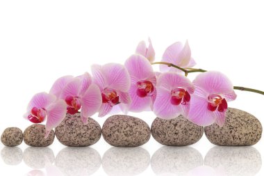 Spa bileşimi taşlar ve orkide