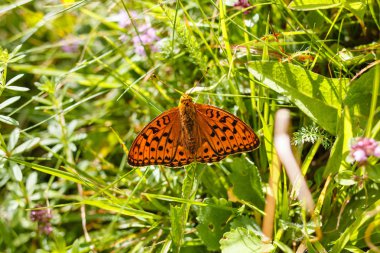 Argynnis paphia kelebek bir çayırda