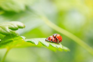 İki ladybugs dostum olmak