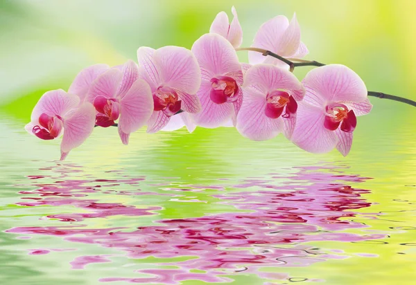 Una rama de orquídea se refleja en el agua —  Fotos de Stock