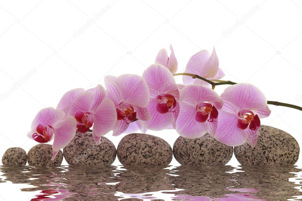 Orchid with massage stones and water reflection