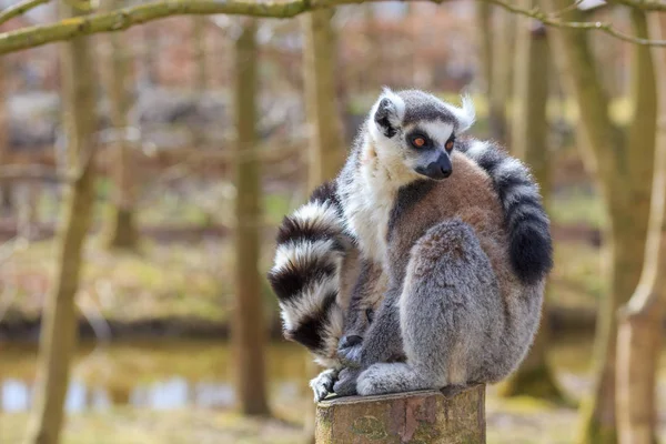 Un lémur est assis sur le tronc de l'arbre — Photo