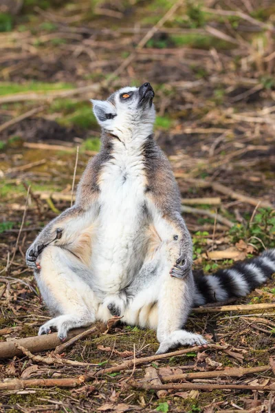 A male lemur is sunbathing — Stock Photo, Image