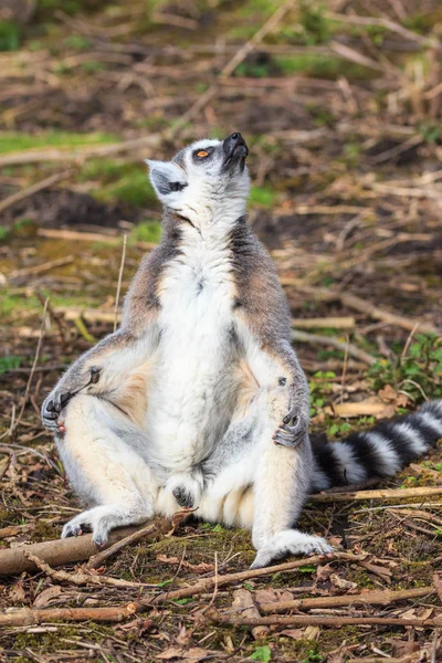 Un lémur macho está tomando el sol — Foto de Stock