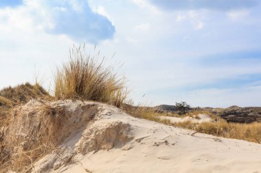 Kum tepeleri Hollandalı Kuzey Denizi kıyısında