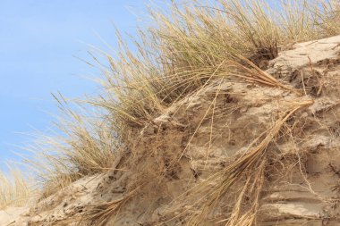 Kum tepeleri Hollandalı Kuzey Denizi kıyısında