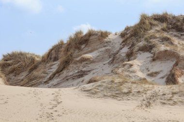 Kum tepeleri Hollandalı Kuzey Denizi kıyısında
