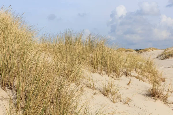 Sand dunes on the Dutch North Sea coast