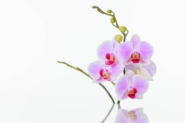 Kelebek orkide beyaz arka plan yansıması ile önümüzdeki