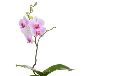 Beyaz arka plan üzerinde izole bir kelebek orkide bitki