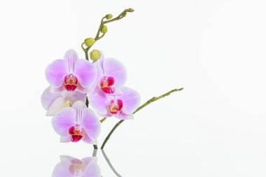 Kelebek orkide beyaz arka plan yansıması ile önümüzdeki