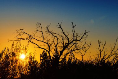 Çalı silueti ve mercek fişekleri ile gün batımı