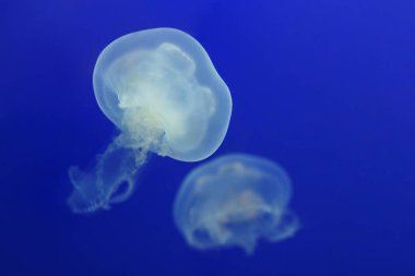İki beyaz denizanası suyun içinde yüzen