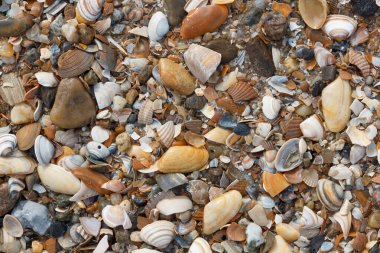 A lot of sea shells on the beach as background