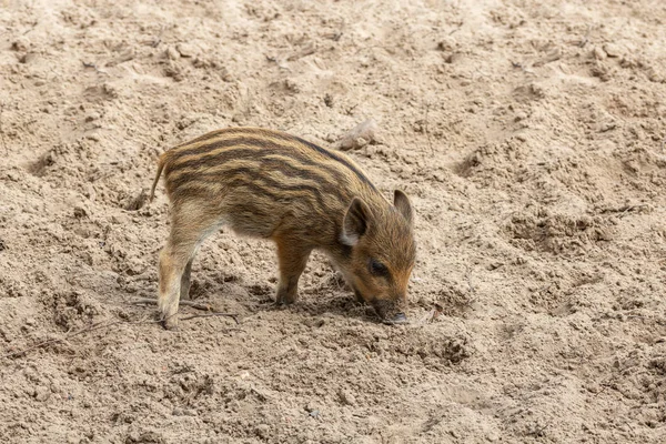 A little wild boar piglets dig in the ground for food