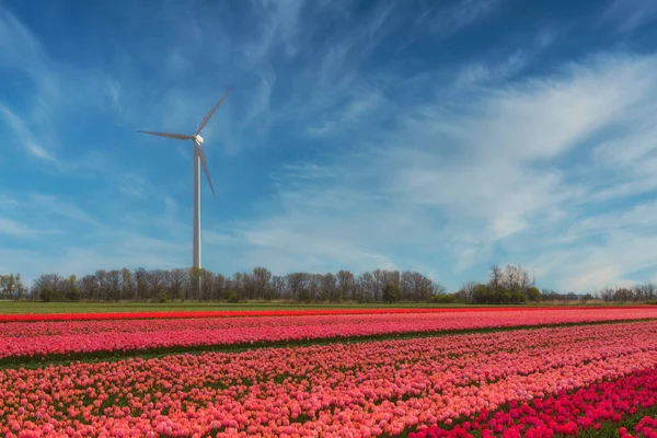 Wind power plant on a blooming tulip field somewhere in Holland - a renewable energy source — Stock Photo, Image