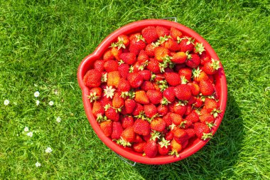 Bahçede güneşli bir günde kırmızı kovada taze toplanmış çilekler.