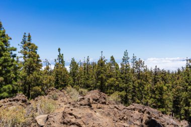 El Teide Ulusal Parkı, Tenerife, Kanarya Adaları, İspanya