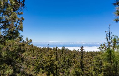 El Teide Ulusal Parkı, Tenerife, Kanarya Adaları, İspanya
