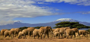Afrika fili sürüsü ve Kilimanjaro