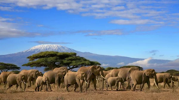 Afrikaanse olifanten kudde en Kilimanjaro berg — Stockfoto