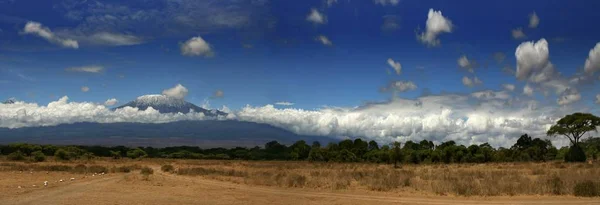 Kilimanjaro Dağı geniş