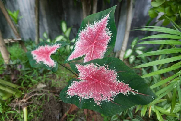Caladium bitki yaprakları
