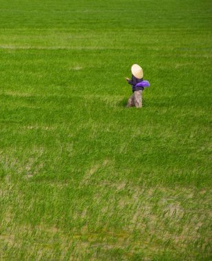 Vietnamca pirinç ekimi