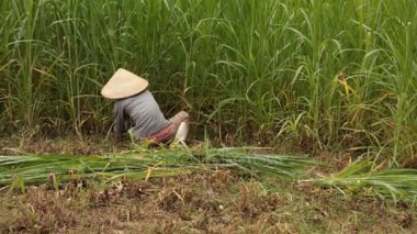 Vietnamees landbouwer werken