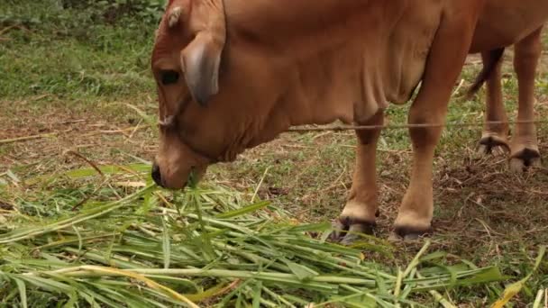 Hnědá kráva krmení — Stock video
