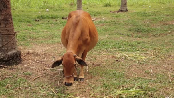 Brown Cow Feeding Time — Stock Video