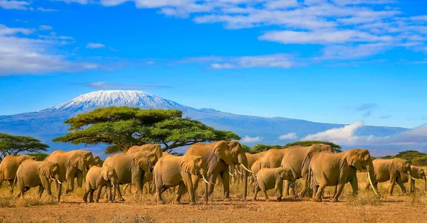 Kilimanjaro Tanzania African Elephants Safari Kenya Ліцензійні Стокові Зображення