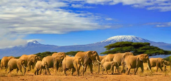 Kilimanjaro Tanzania African Elephants Safari Kenya — Stockfoto