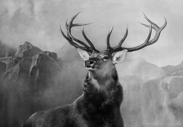 Image Deer Large Antler Mountain Range Background Black White Stock Image