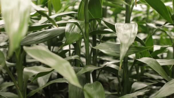 Dracaena Braunii Lub Bambus Zielony Liści Wiejący Wiatr Znany Również — Wideo stockowe