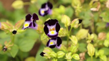 Renkli vahşi Bahçe çiçek rüzgar yeşil yeşillik arka planlı, yüksek tanım film klibi hisse senedi ayak şişmiş.