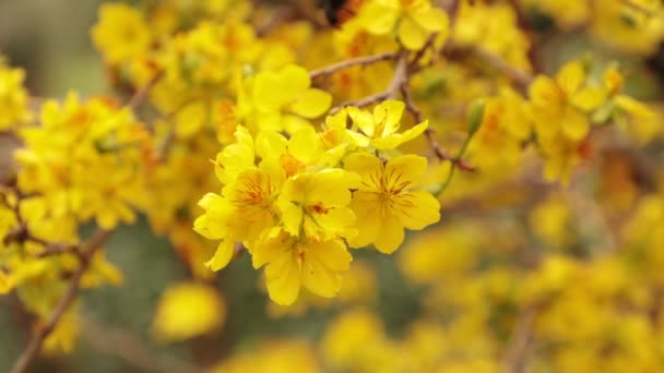 Snickare Bee Samla Pollen Från Gul Aprikos Blossom Träd High — Stockvideo