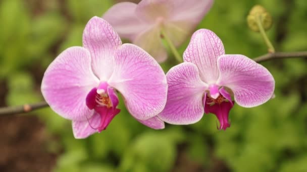 Magníficas Flores Orquídea Rosa Blanca Soplando Viento Con Fondo Verde — Vídeo de stock