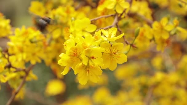 Abeja Carpintero Recogiendo Polen Árbol Flor Albaricoque Amarillo Alta Definición — Vídeos de Stock